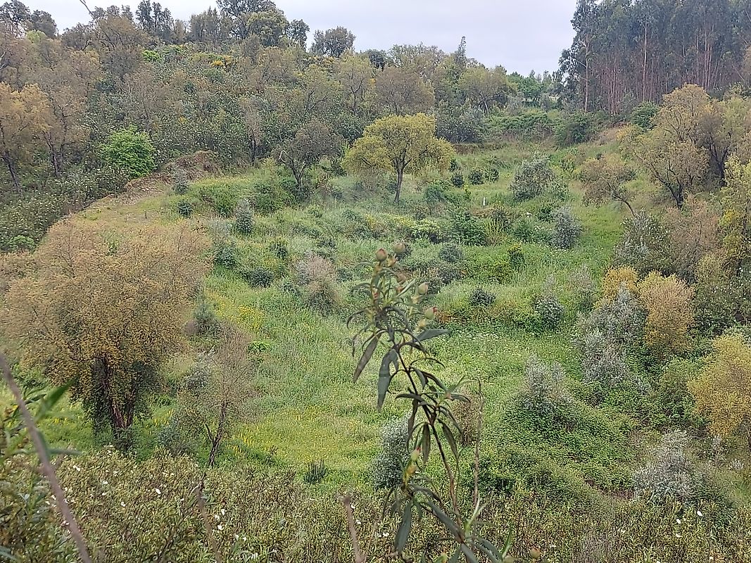Terreno à venda em Abrantes