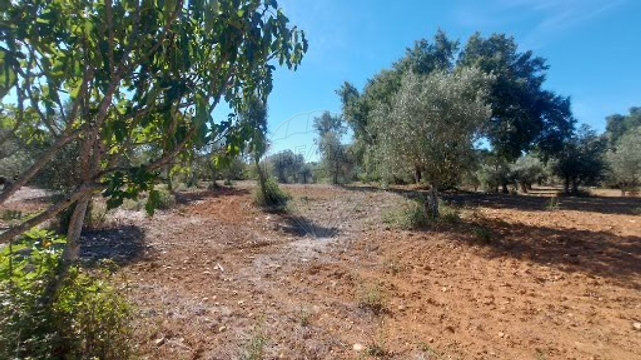 Terreno - Belver, Gavião, Portalegre