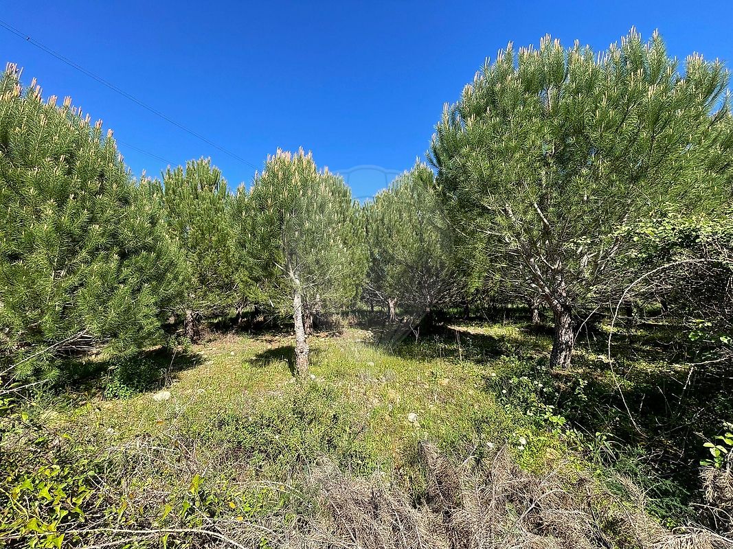 Quinta - Tramagal, Abrantes, Santarém