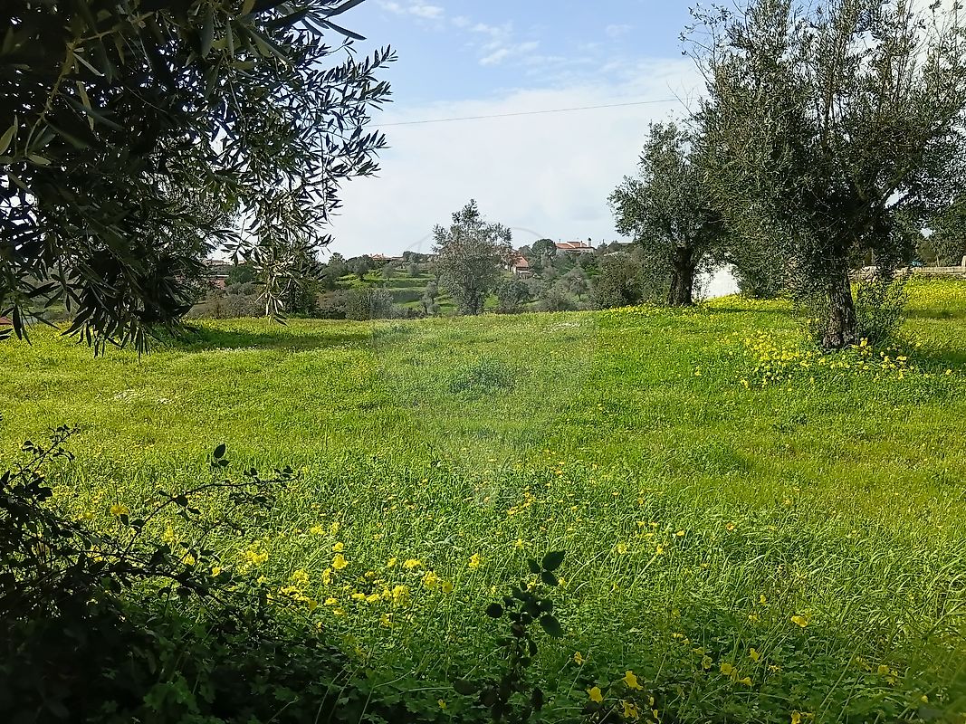 Terreno - Mouriscas, Abrantes, Santarém