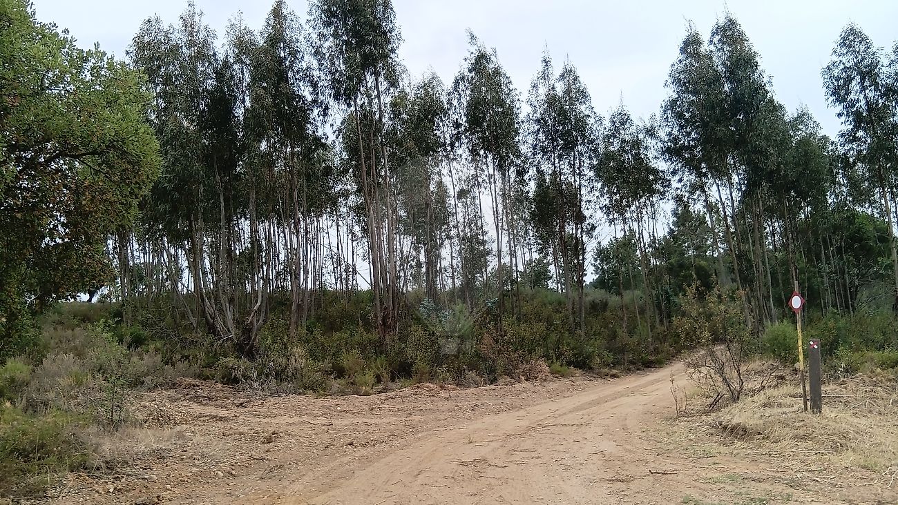 Terreno - Mouriscas, Abrantes, Santarém
