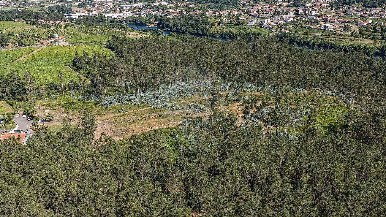 Terreno - Ucha, Barcelos, Braga
