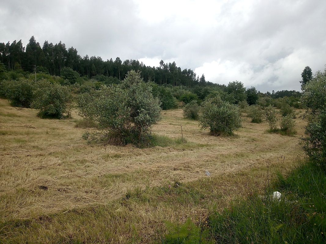 Terreno à venda em Alvaiázere