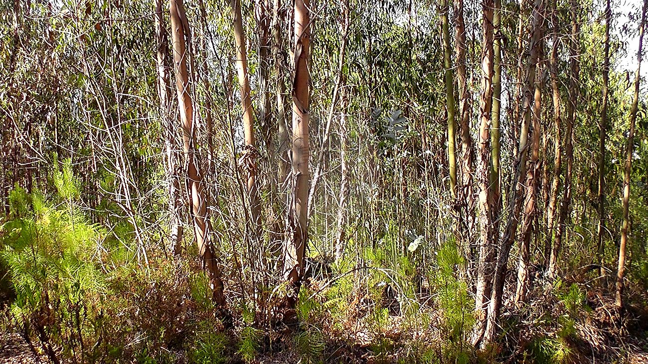 Terreno à venda em Ferreira do Zêzere
