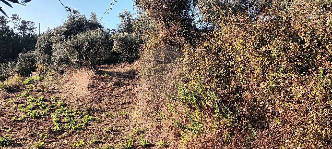 Terreno  à venda em Tomar