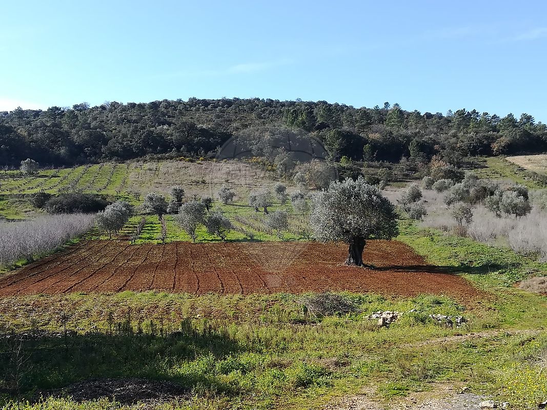 Terreno - Além da Ribeira e Pedreira, Tomar, Santarém