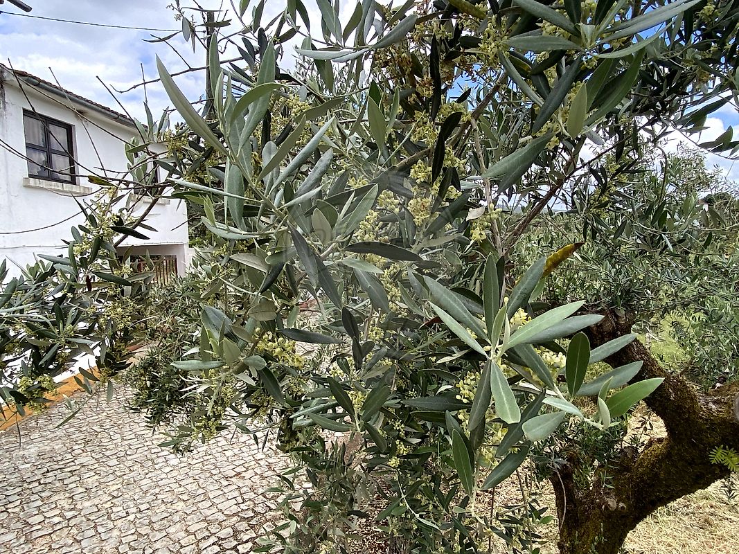 Moradia T4 à venda em Pussos São Pedro, Alvaiázere — foto 25