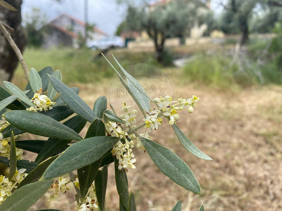 Moradia T4 à venda em Pussos São Pedro, Alvaiázere — foto 28