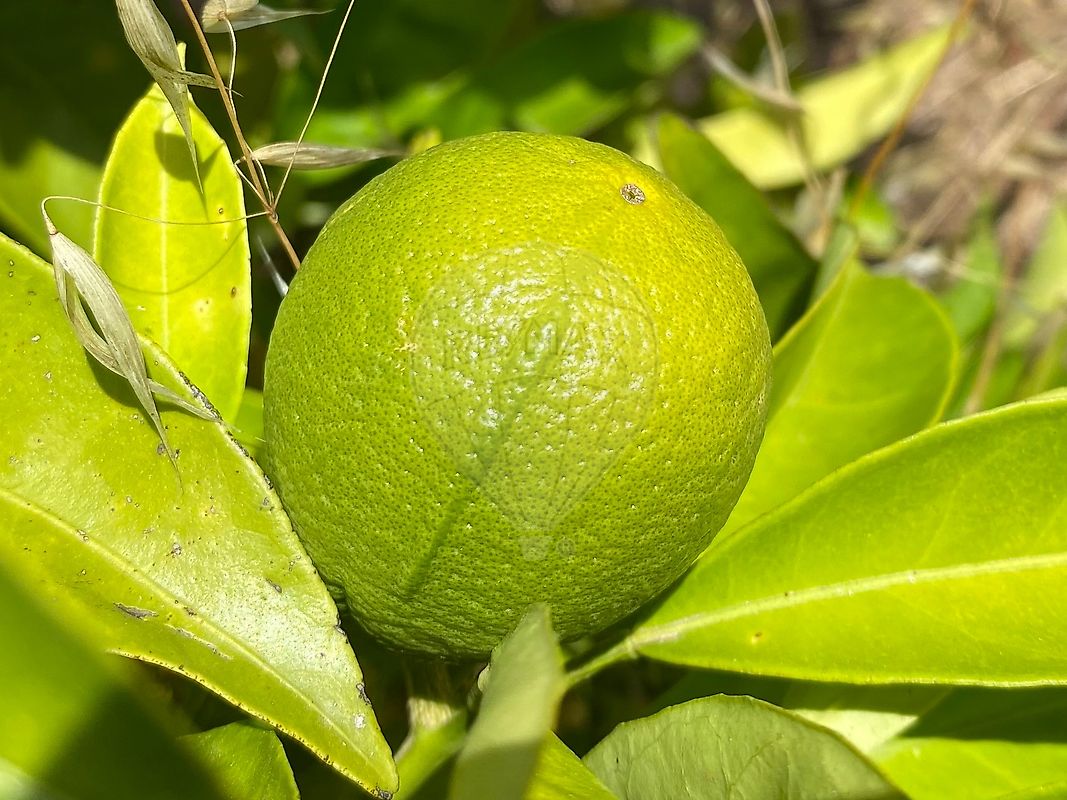 Moradia T4 à venda em Olalhas, Tomar — foto 37