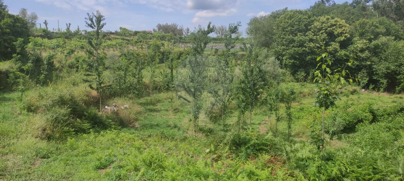 Terreno para venda