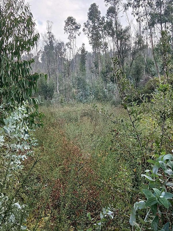 Terreno - Fonte Arcada e Oliveira, Póvoa de Lanhoso, Braga