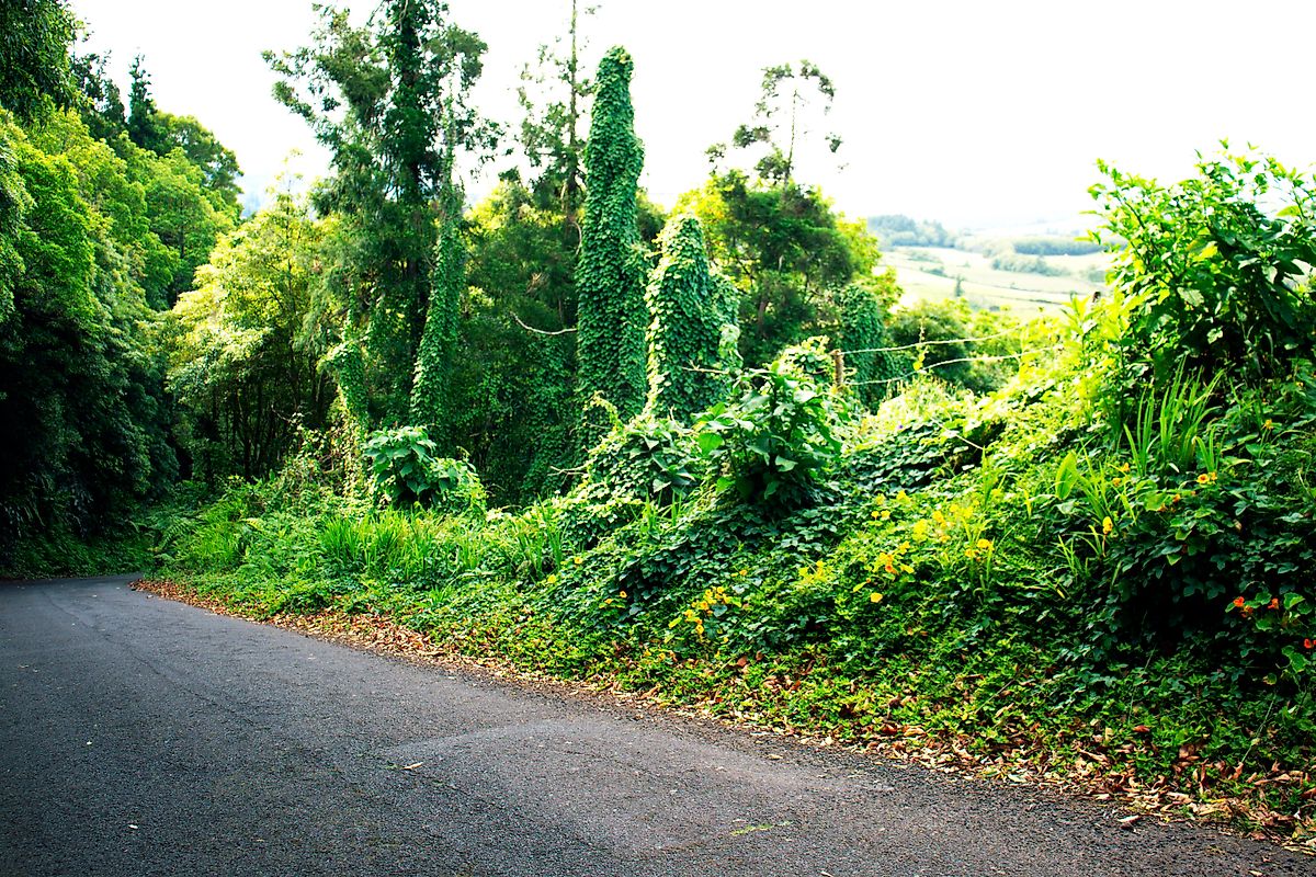 Terreno à venda em Horta