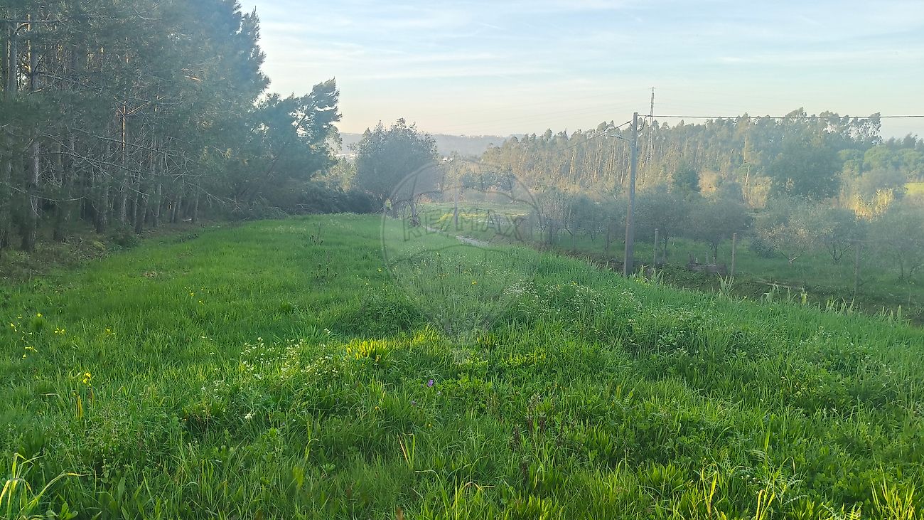 Terreno - Paião, Figueira da Foz, Coimbra