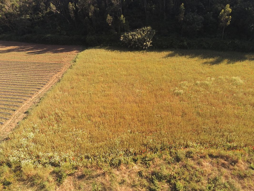 Terreno  à venda em Mafra