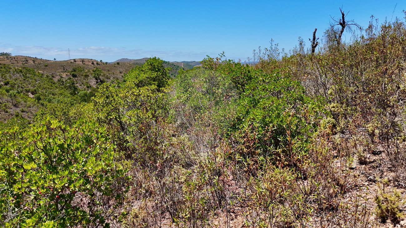 Terreno  para venda