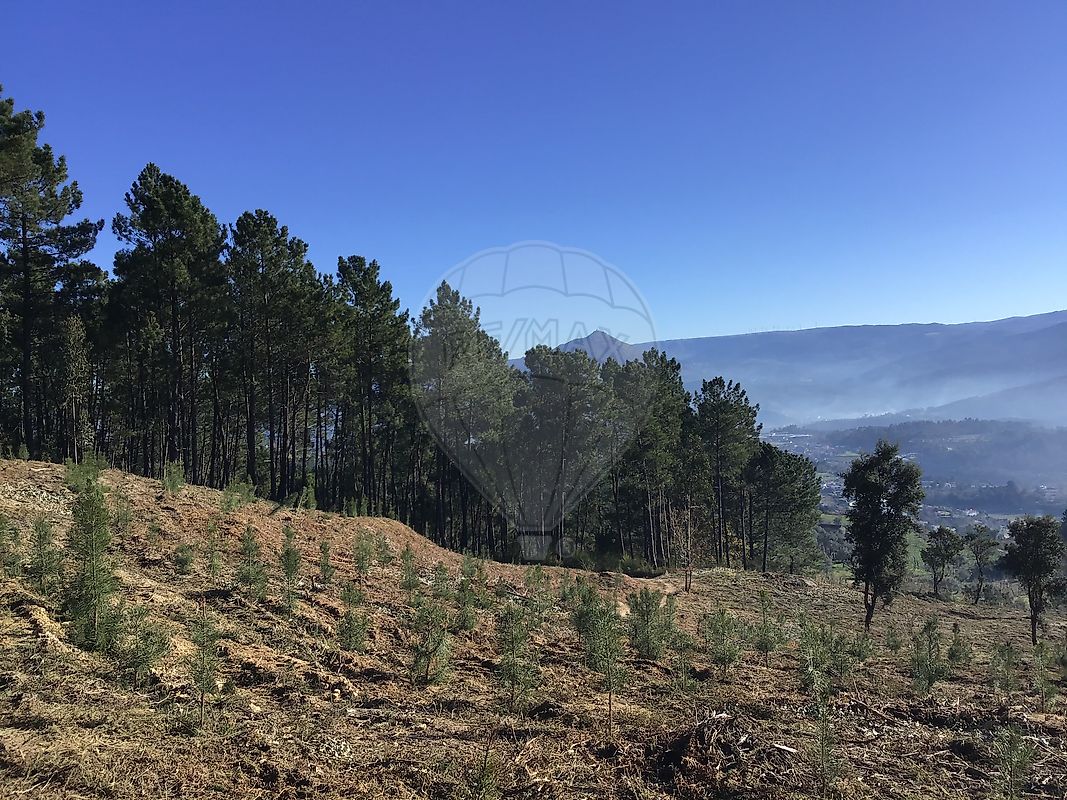 Terreno - Britelo, Gémeos e Ourilhe, Celorico de Basto, Braga