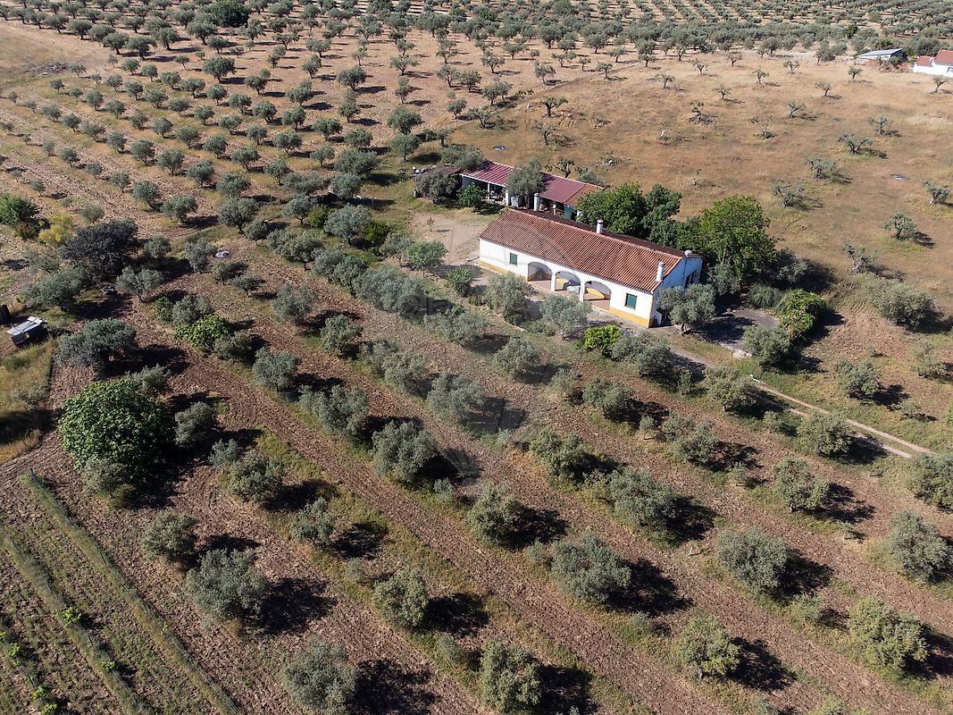 Quinta - Amareleja, Moura, Beja
