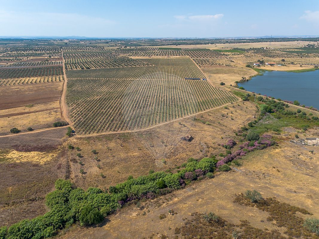 Terreno - Amareleja, Moura, Beja