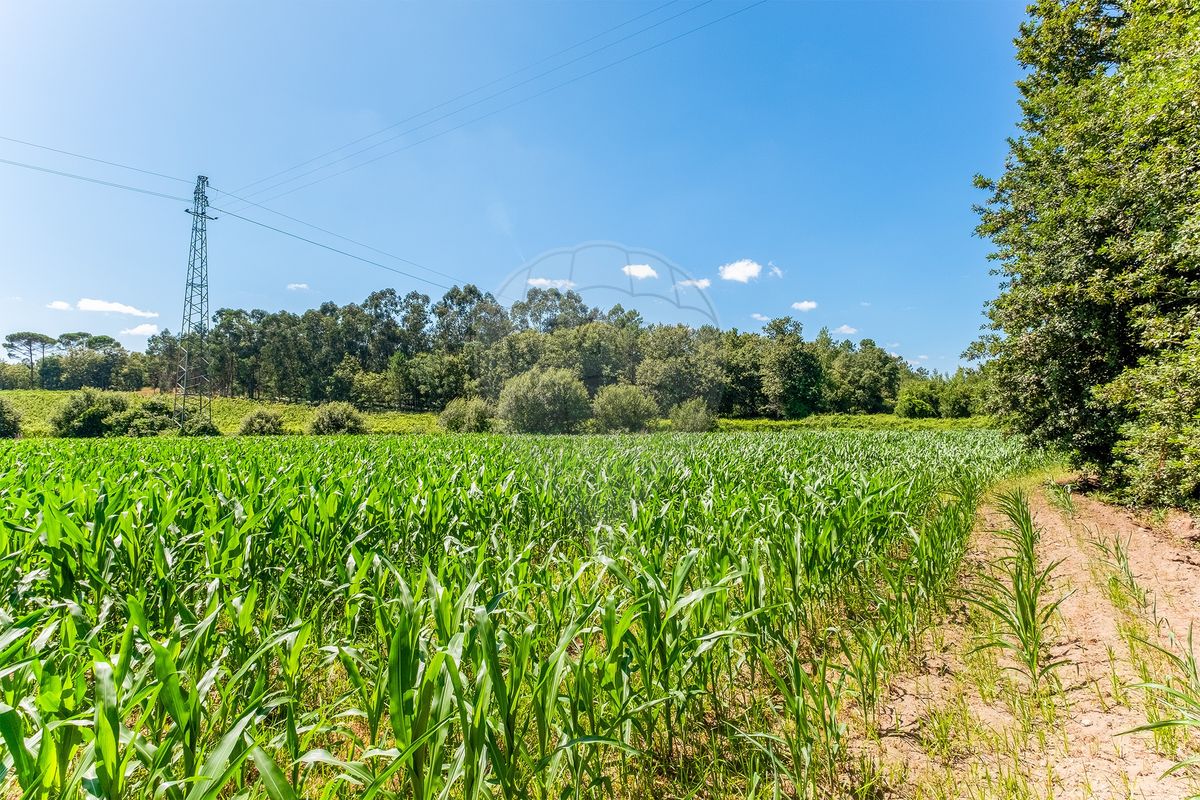 Terreno  para venda