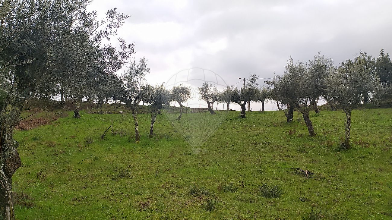 Terreno à venda em Sertã