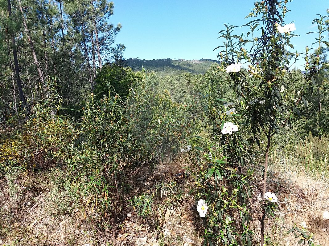 Terreno  à venda em Proença-a-Nova