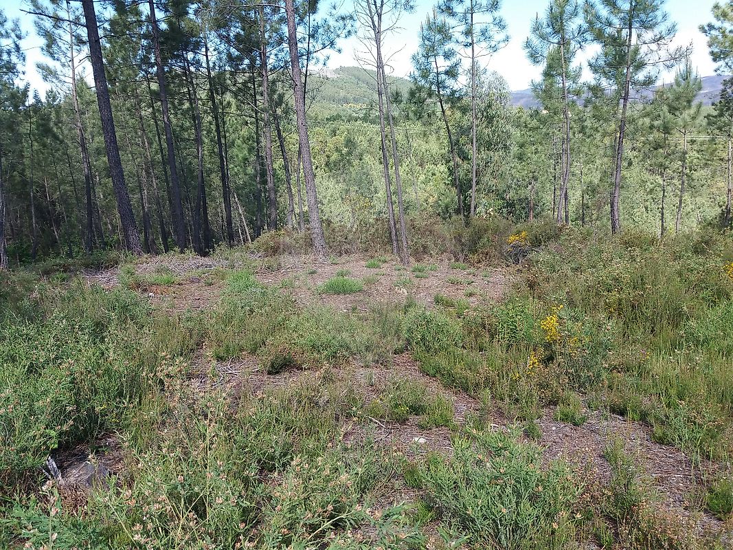 Terreno  à venda em Proença-a-Nova