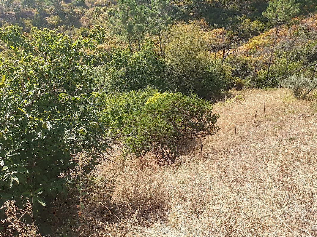 Moradia T3 à venda em Troviscal, Sertã — foto 30