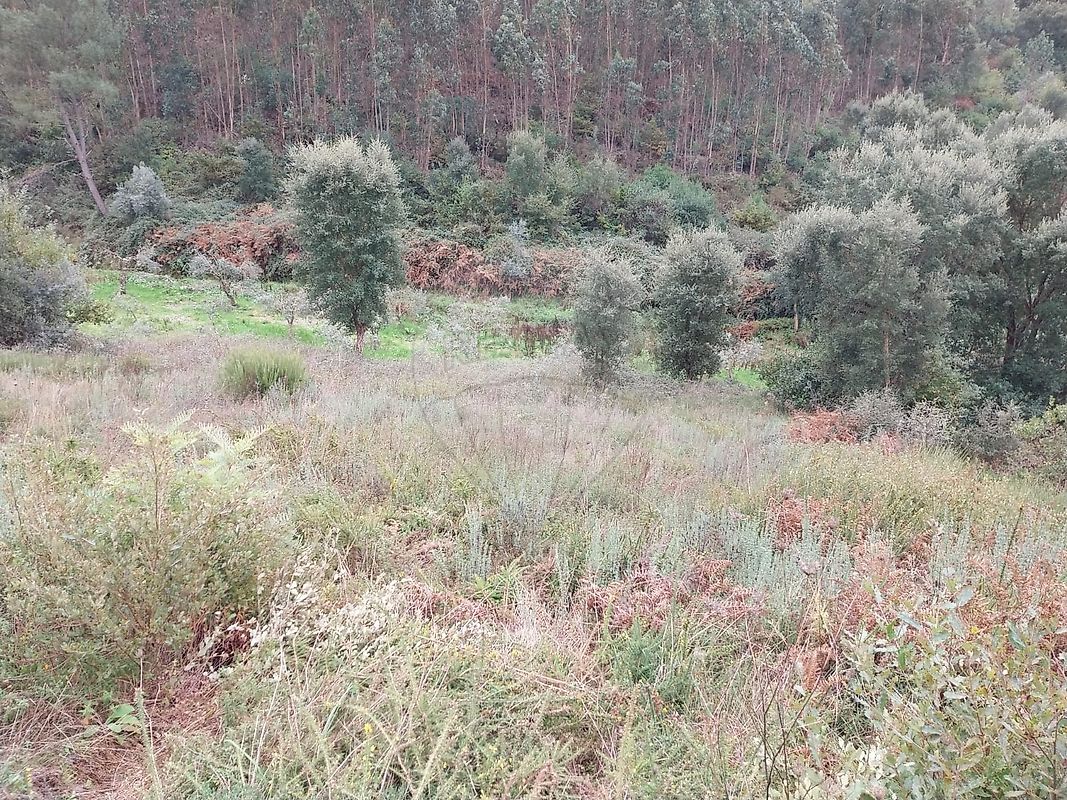 Terreno à venda em Sertã