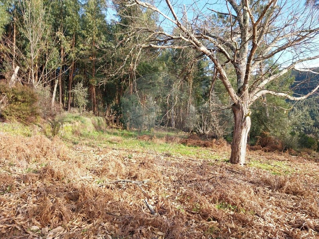 Terreno  para venda
