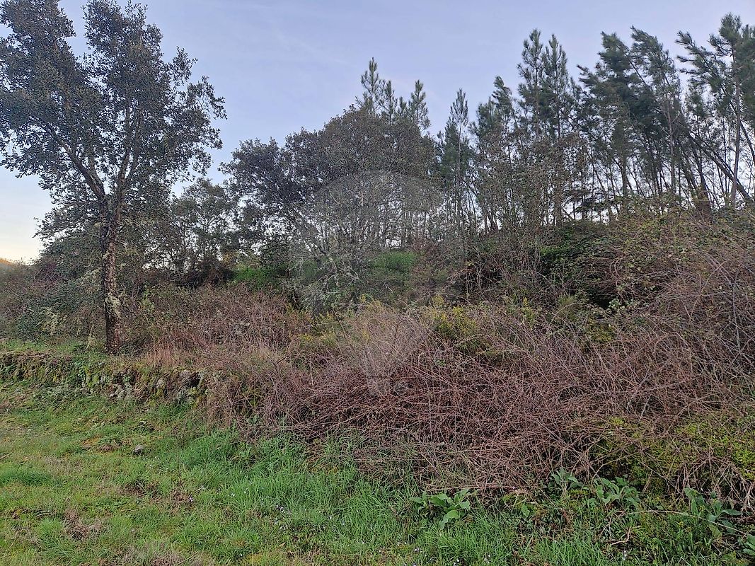Terreno - Fundada, Vila de Rei, Castelo Branco