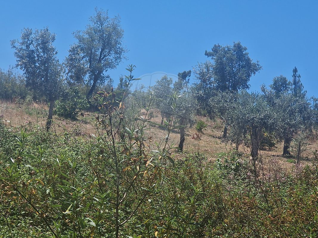 Terreno - Fundada, Vila de Rei, Castelo Branco