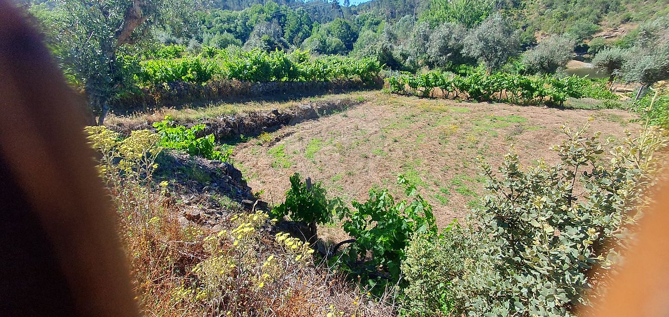 Terreno - Sertã, Sertã, Castelo Branco