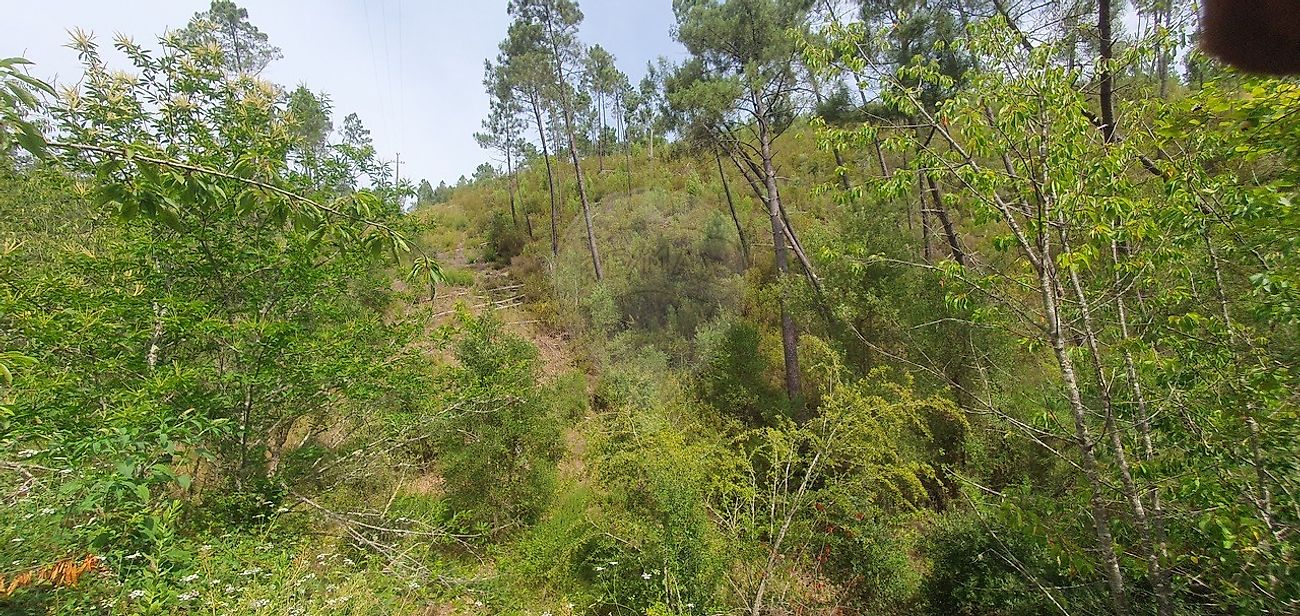 Terreno - Sertã, Sertã, Castelo Branco