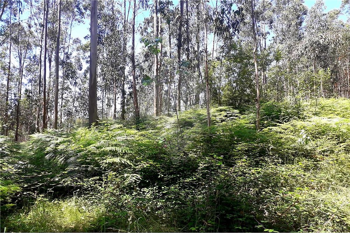 Terreno para venda