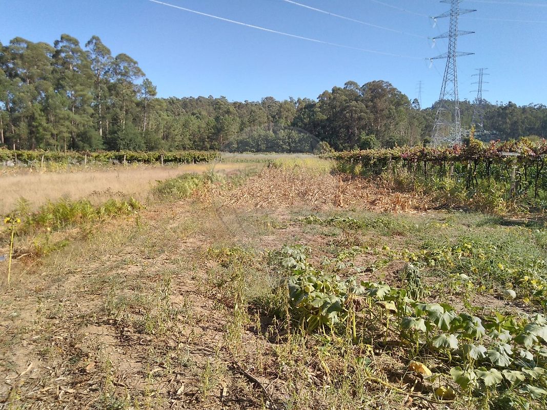 Terreno - Perelhal, Barcelos, Braga
