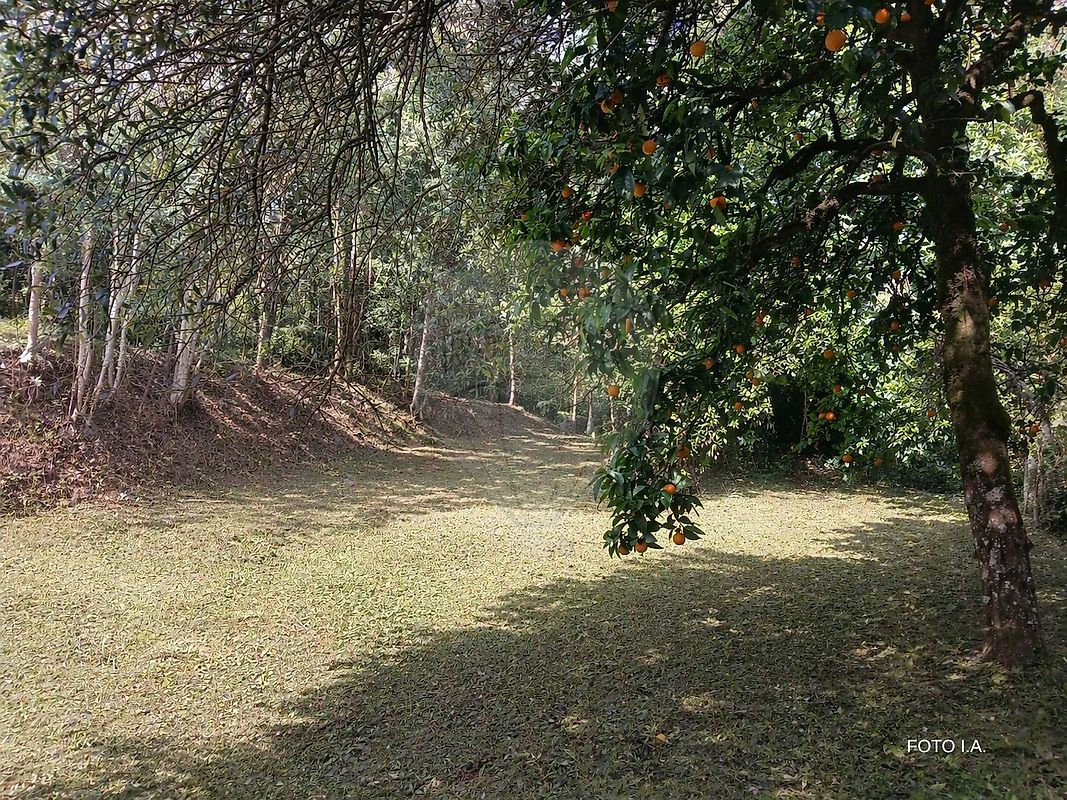Terreno - Torres do Mondego, Coimbra, Coimbra