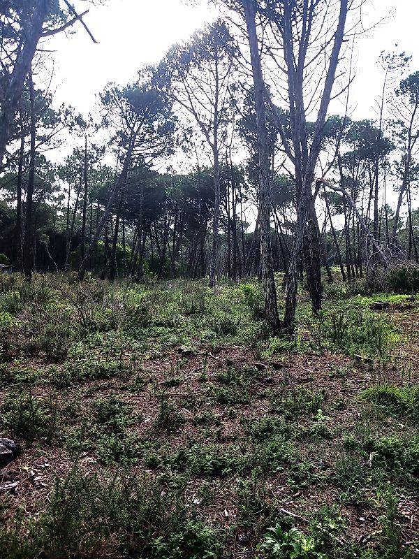 Terreno  à venda em Sintra