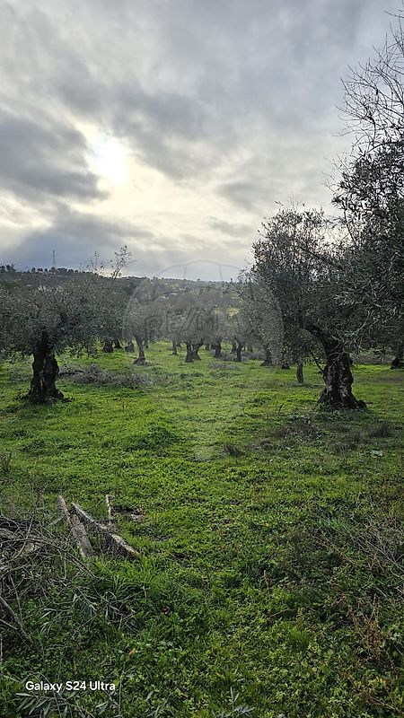 Terreno  para venda
