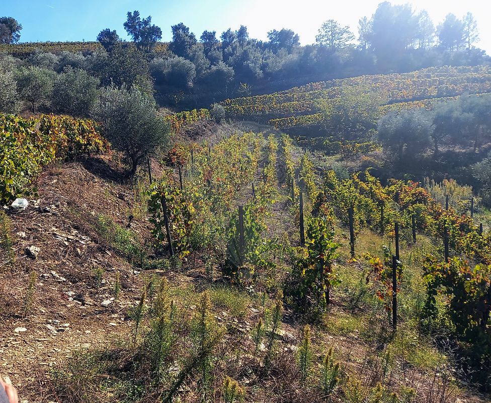 Terreno  para venda