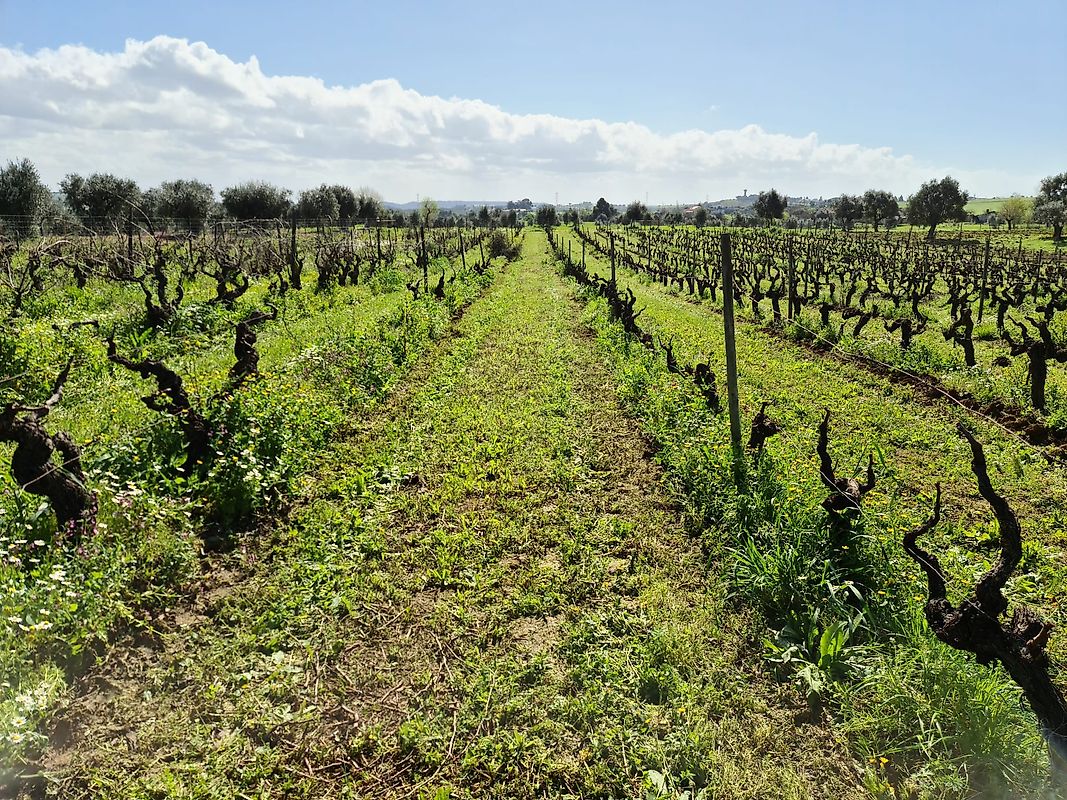 Quinta à venda em Santarém