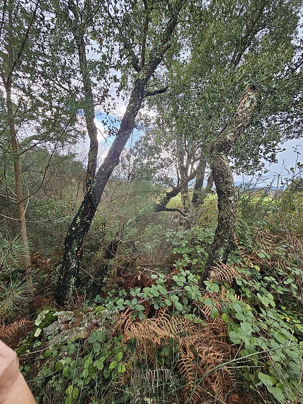 Terreno - Gandra e Taião, Valença, Viana do Castelo