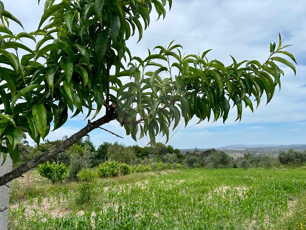Terreno - Pinheiro, Aguiar da Beira, Guarda