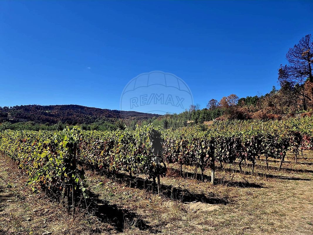 Terreno - Caria, Moimenta da Beira, Viseu