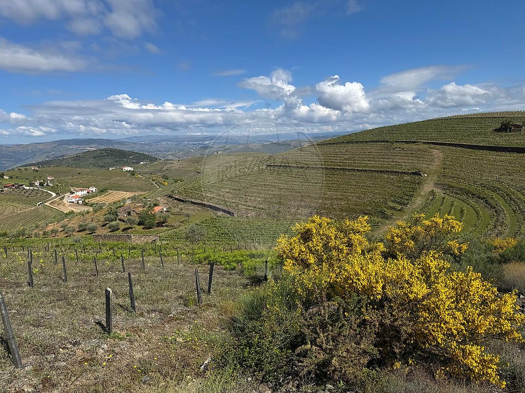 Quinta - Ervedosa do Douro, São João da Pesqueira, Viseu