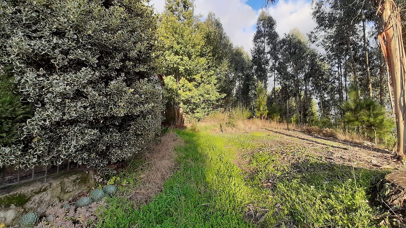 Terreno  à venda em Tondela