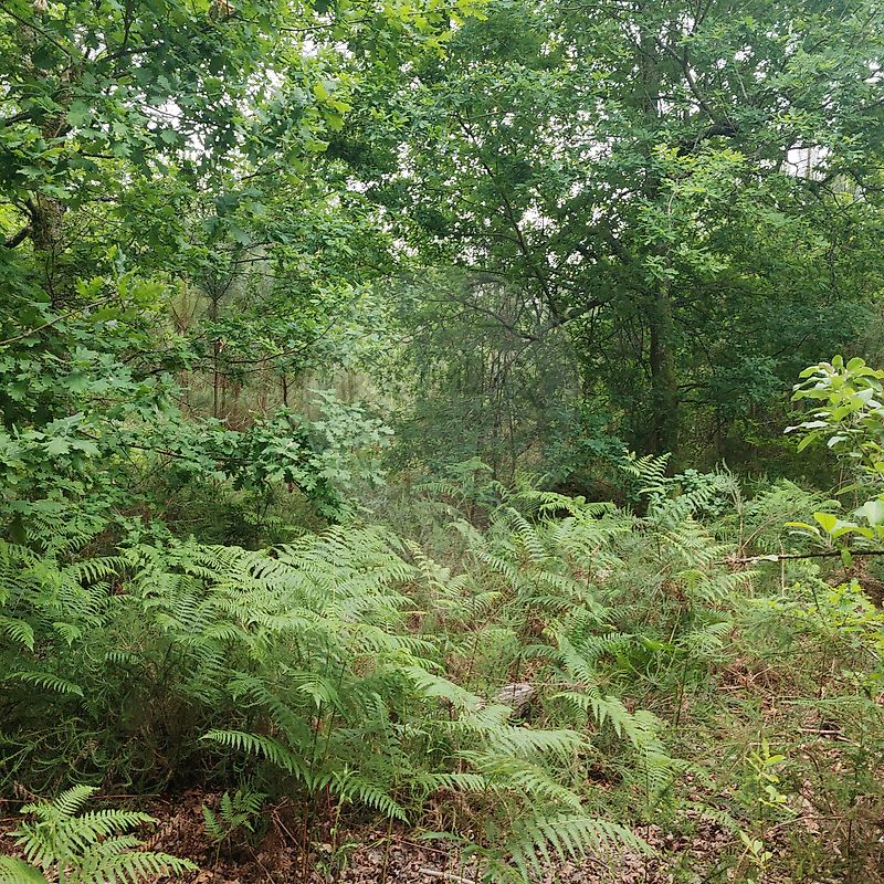 Terreno - Queirã, Vouzela, Viseu