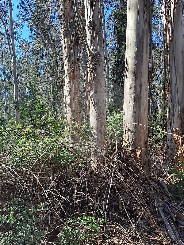 Terreno à venda em Anadia