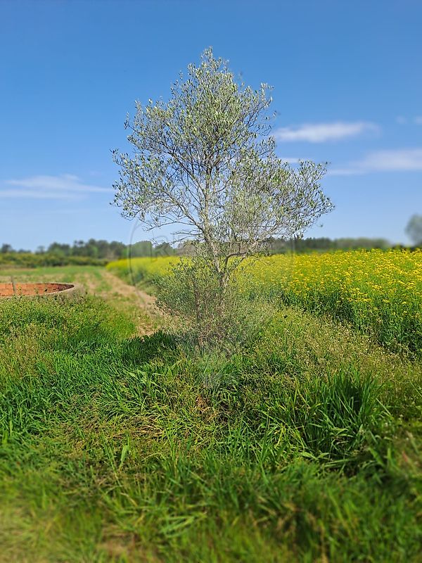 Terreno à venda em Anadia