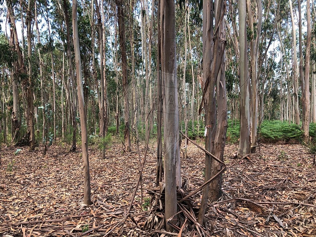 Terreno  à venda em Pombal