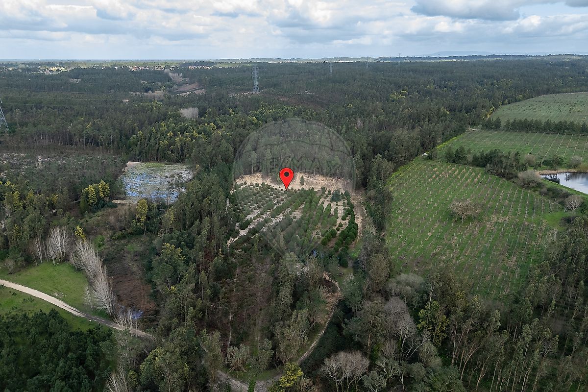 Terreno - Seixo de Gatões, Montemor-o-Velho, Coimbra